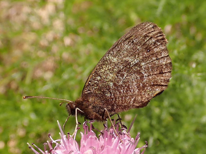 Erebia da determinare: Erebia montana